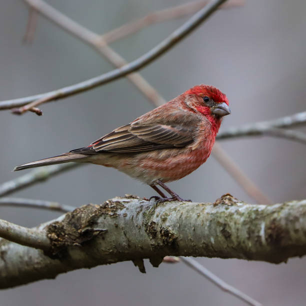 istock House Finch 1208612306