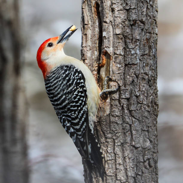 istock Red Bellied Woodpecker 1208612312