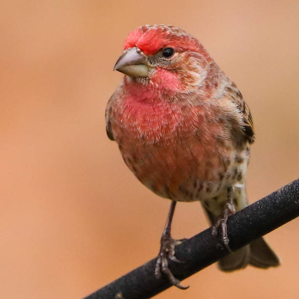 istock House Finch 1208612319