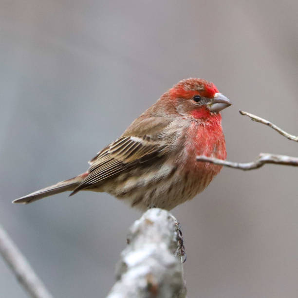 istock House Finch 1208612345