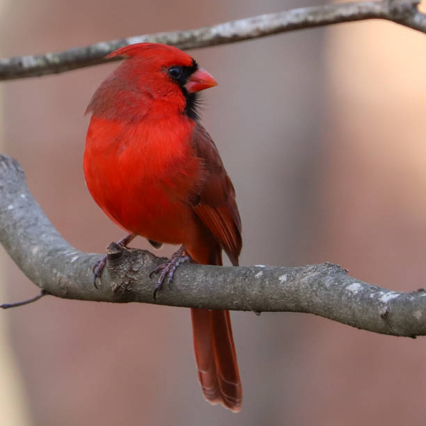 istock Male Northern Cardinal 1208612358
