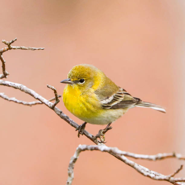 istock Gold Finch 1208612364