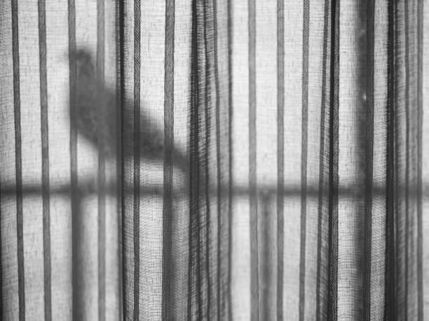 Black and white tone of vertical striped window curtain texture and pattern with blurry bird shape hold on the horizontal row. stock photo