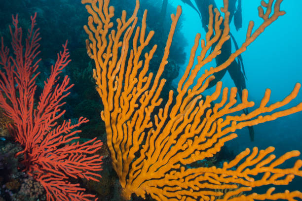 istock Close up of a Sinuous sea fan (Eunicella tricoronata) 1208614238