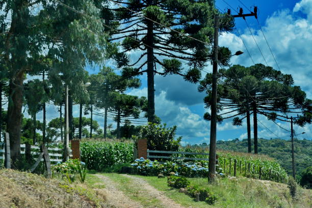 istock Road inside Santa Catarina 1208614374