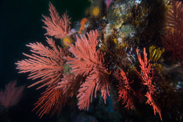 istock Small Palmate sea fans (Leptogorgia palma) 1208614498