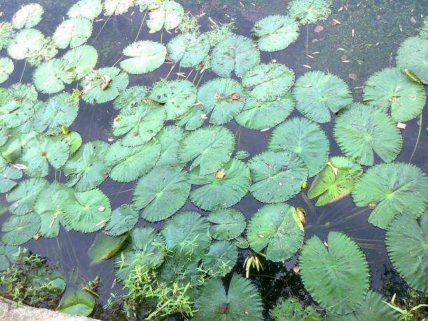 istock Lotus leaves in water 1208615780