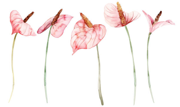 aquarell anthuriums auf weißem hintergrund satz von blumen - flamingoblume stock-grafiken, -clipart, -cartoons und -symbole