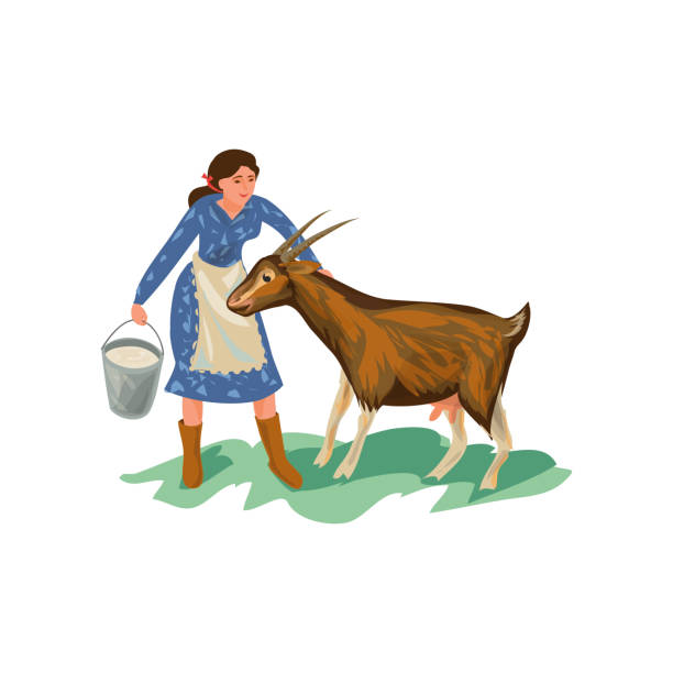 ilustrações de stock, clip art, desenhos animados e ícones de cute farmer woman in blue dress is feed goat - animals feeding animal child kid goat
