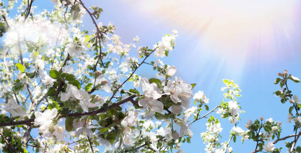istock Spring background. Branches of a blossoming apple tree in the sunshine against a blue sky. Spring banner with a joyful mood. Spring wallpaper on the screen. 1208616343