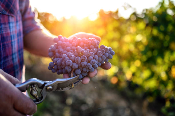main de fermier retenant les raisins moissonnés - winemaking grape harvesting crop photos et images de collection