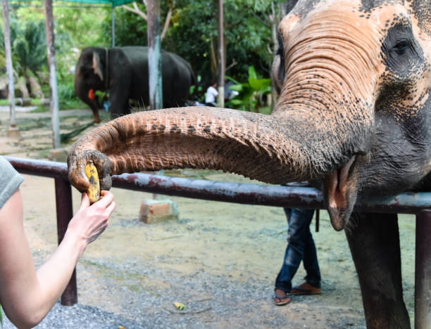 istock Woman feeds elephant with a banana on Ko Samui 1208617525
