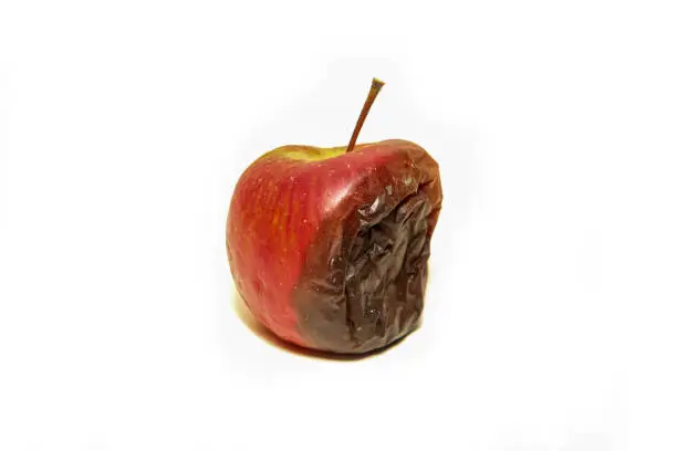 Photo of One rotten and uneatable apple.