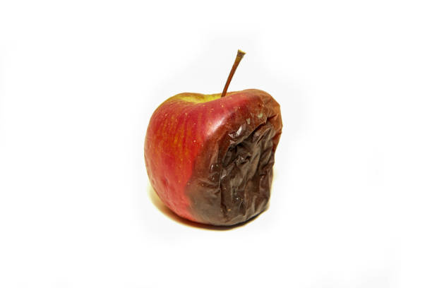 one rotten and uneatable apple. - biologic imagens e fotografias de stock