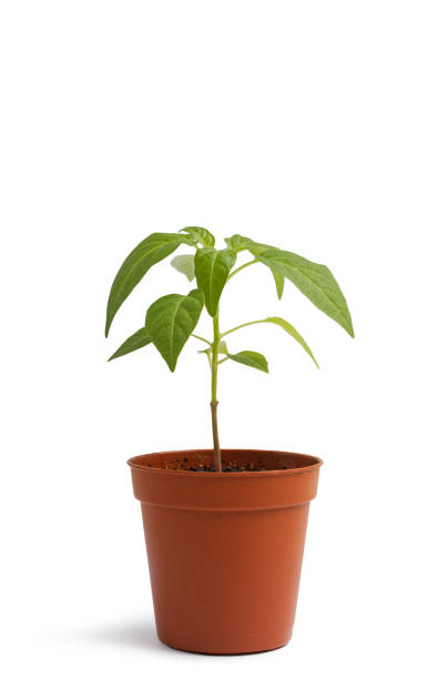 istock Plant in a flower pot on white table against white background. Small hot pepper seedlings. 1208619937
