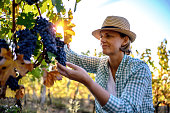 Woman harvesting the grapes
