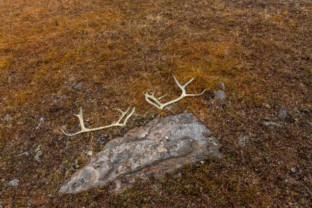 istock Reindeer horns on autumn grass high in the mountains. 1208621310