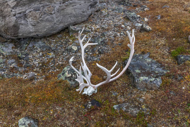 istock Reindeer horns on autumn grass high in the mountains. 1208621413