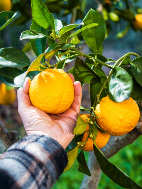 istock Farmer makes the orange harvest in winter. Agriculture. 1208621785