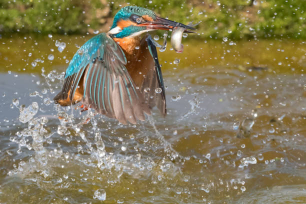 istock Kingfisher fishing (Alcedo atthis) 1208621810