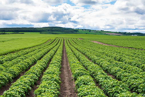 Rows of potato plants in field with hills in background on a cloudy spring day. Elgin, Scotland, UK.