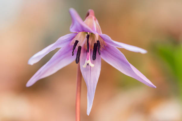 Erythronium dens-canis, erythronium, dens, canis, dog's-tooth-violet, dogtooth violet, bulbous, herbaceous, perennial, flowering, plant, lily family, lily, lillies, Liliaceae, lilac flower, late winter, spring, spotted leaves, ovate leaf, lanceolate leaf, dogs tooth violet, white bulb, damp, shaded, wood, woods, settings, woodland, Liliales, flower anatomy, stigma, style, pistil, stamen, anther, filament, petal, petals, ovary, ovule, canon 100mm, macro erythronium dens-canis, el perro-diente-violeta o violeta de diente de perro, familia lirio, liliaceae, floreciendo en flor blanca, rosa o lila al comienzo de la primavera. ovada a hojas lanceoladas, bulbo blanco, planta de bosque húmedo