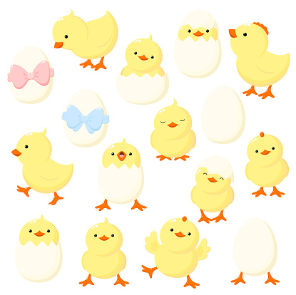 Set of cute cartoon chicken in various poses. Isolated on white background. Funny chicken running, standing, sitting, hatched from an egg, egg with bow of blue and pink color. Vector illustration EPS8