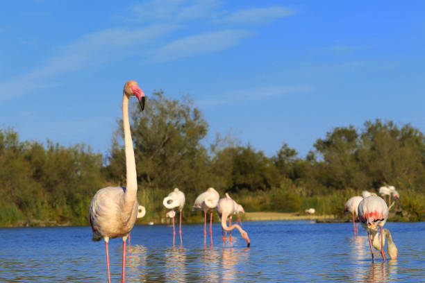 flamingo różowy na jeziorze na wolności ze stadem - flamingo bird medium group of animals animals feeding zdjęcia i obrazy z banku zdjęć
