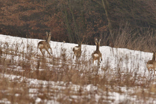 istock Roe deer watching on the meadow in the winter 1208625414