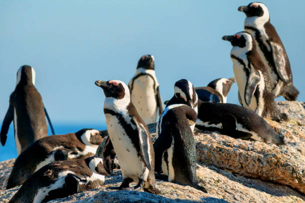 istock A group of African Penguins at rest 1208625474