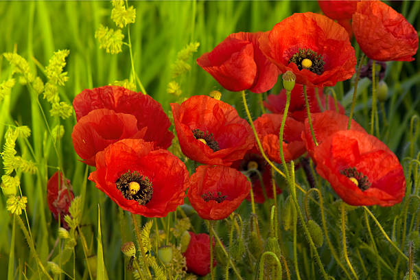 Red Poppy  corn poppy photos stock pictures, royalty-free photos & images