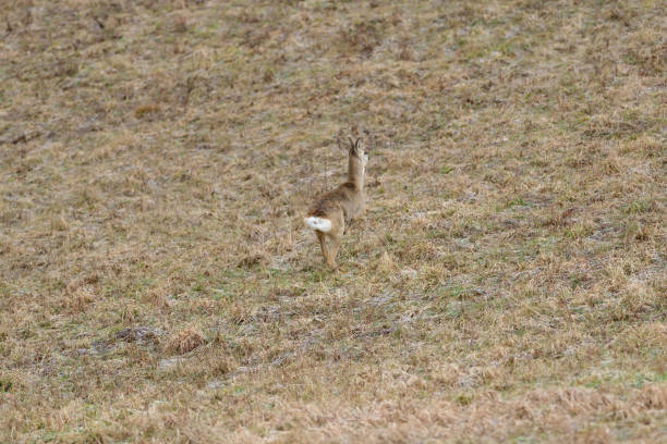 istock Roe deer watching on the meadow in the winter 1208626412