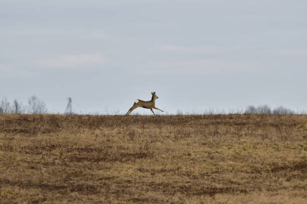istock Roe deer watching on the meadow in the winter 1208626603