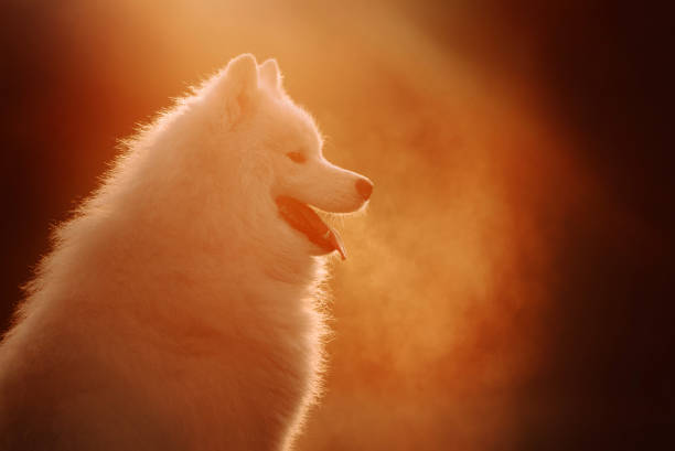 istock happy samoyed dog portrait outdoors at sunset 1208627056