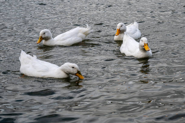 istock 4 white pekin ducks swimming on a cold lake in winter 1208627921