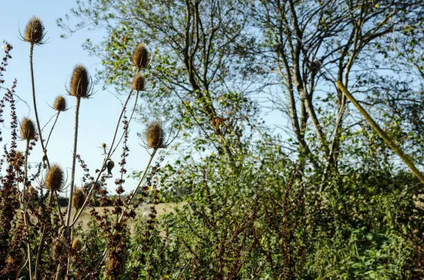 Teasels growing in a Hampshire hedgerow in late summer.