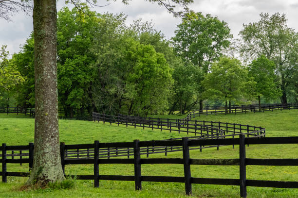 istock Black Horse Fences Along Green Fields 1208629621