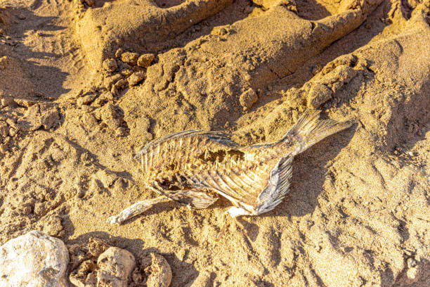 istock Fish bones on the beach at Taghazout, Morocco. 1208629627