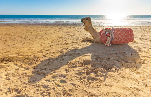 Camel on the beach at Taghazout, Morocco Atlantic Ocean with a camel lying down on the beach at Taghazout, a tourist area in Morocco that is receiving considerable investment in new hotels, apartments etc. sunset agadir marocco stock pictures, royalty-free photos & images