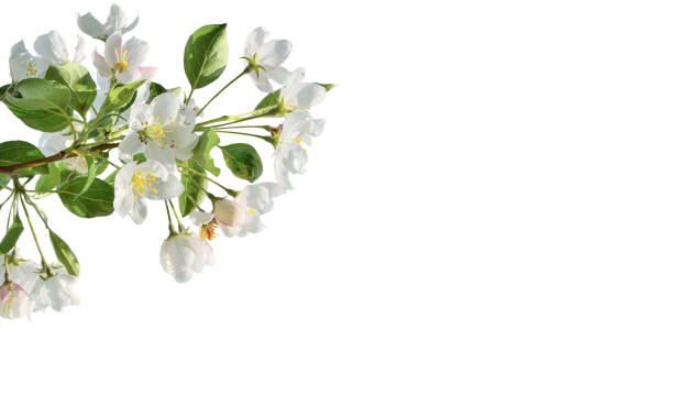 Spring blossoming of apple tree branch on white background isolated. Springtime backdrop, white gentle flowers of blossoming apple tree branch with green leaves, close up. Spring nature detail