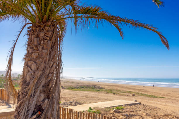 istock Palm trees at Taghazout 1208629956