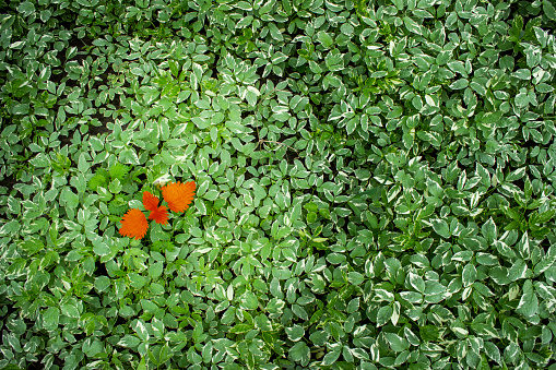 Conception for business  - lidership or diversity, inclusion, adoptation in a team, challenge. Red leaf on the green leaves background.