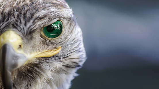 Saudi arabia  flag on falcon eyes with  mask