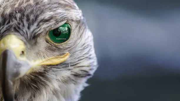 Photo of Saudi arabia  flag on falcon eyes