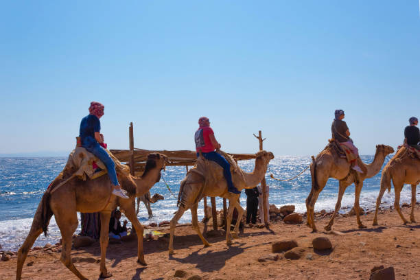 Tourist rides camel on beach with help of Egyptian man Sharm El Sheikh, Egypt - February 17, 2020: Tourist rides camel on beach with help of Egyptian man on February 17, 2020 in Sharm el Sheikh, Egypt. dahab photos stock pictures, royalty-free photos & images