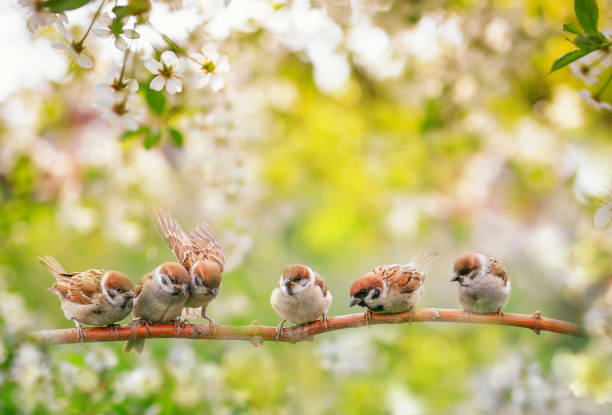 istock natural background with birds, sitting on branches with white cherry blossoms in spring in may Sunny garden 1208631305
