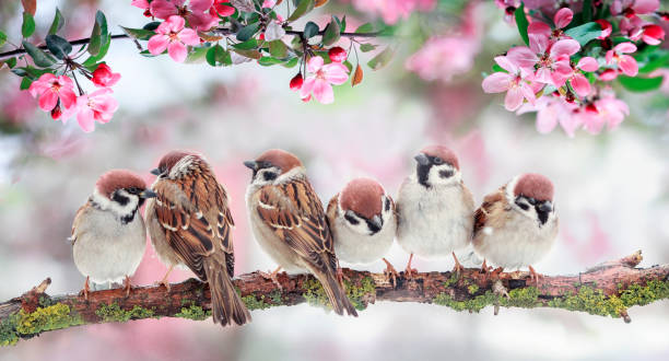 istock natural background with birds sitting on branches with pink Apple blossoms in the spring may Sunny garden 1208631307