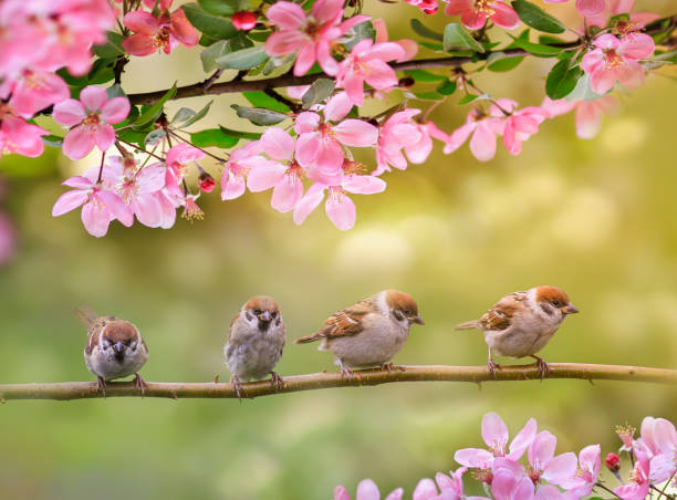 istock natural background with birds sitting on branches with pink Apple blossoms in the spring may Sunny garden 1208631315