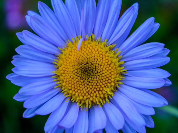 istock Close up of fleabane wildflower 1208631618
