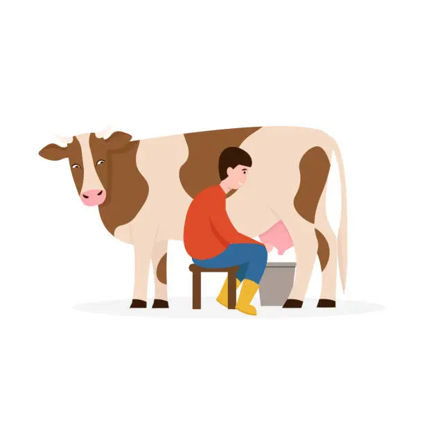 Vector illustration of man milks a cow isolated